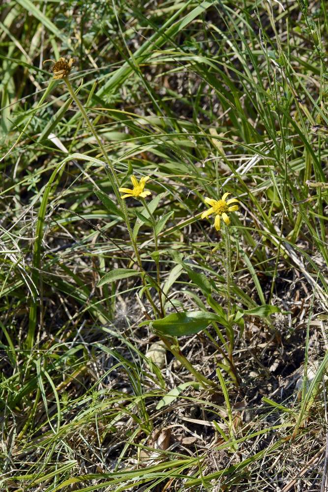 Asteraceae: Buphthalmum salicifolium (cfr.)